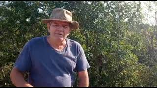 Veja como plantar Manacás