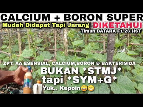 , title : 'JARANG DIKETAHUI‼️CARA MEMBUAT PUPUK CALSIUM + BORON SUPER || PUPUK SPREI TIMUN BATARA F1 USIA 26HST'