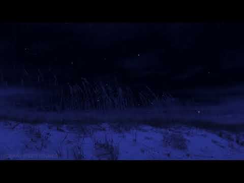 Crickets at the Beach  Binaural Night time Ambience  Nature Sounds