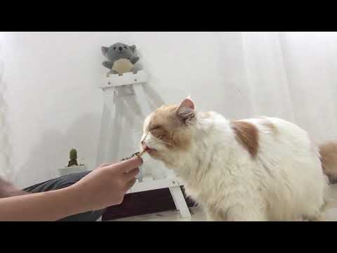 Kucing Mukbang (Backsound suara burung dan Ayam)