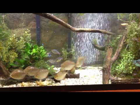 YouTube video about: How many silver dollar fish in a 55 gallon tank?