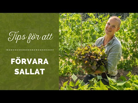 Tips för att förvara sallat