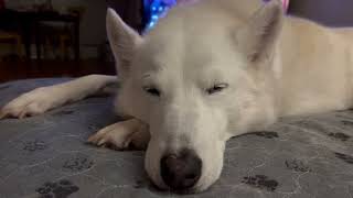 Sleepy Roo Bear
