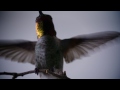 Video 'Hummingbird in a Wind Tunnel'