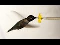 What Happens When You Put a Hummingbird in a ...