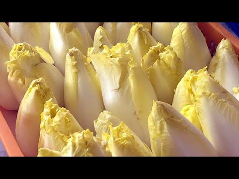 離れて、チコリ 植物