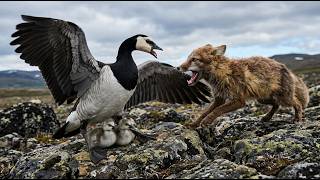 Download lagu Angsa Barnacle: 150 Hari Dari Telur Hingga Bertahan Hidup | Kerajaan Satwa Liar mp3