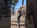 Elephants