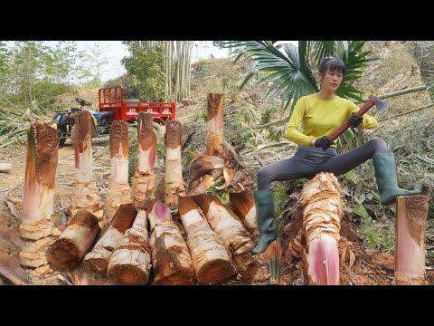 Harvesting palm tubers and transporting them for sale as food - Clean food from natural plants
