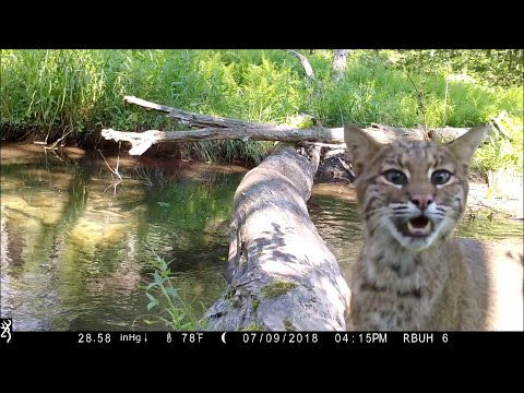 Recording Animals Using a Simple Bridge