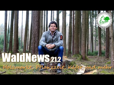 Waldnews Ausgabe 21-2 - Holzmarkt, Pflanzzeit, Borkenkäfer-Vorbereitung und Infos aus dem Büro
