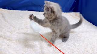 マンチカンの動画01