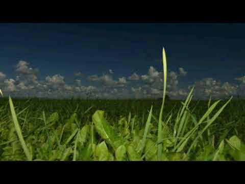 LIL TRACY/YUNG BRUH x BLACK KRAY TYPE BEAT - "Diamond"