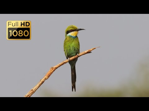 Birds of Botswana Part 2