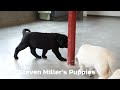 Labrador Retriever dogs for sale: Buster - Video 1