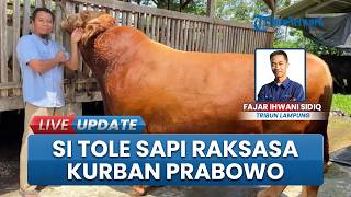 "Si Tole" Sapi 1,1 Ton Asal Metro Lampung Dipinang Presiden Prabowo untuk Kurban, Harga Rp118 Juta