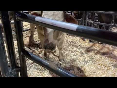 A little crazy bull horning the fence