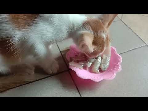 Puchi cat testing Raw fish / cat blog 8 - Ahnaf tasin