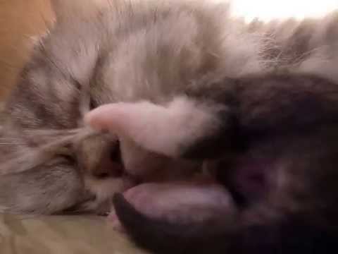 你這不肖子，這樣踹你媽的臉...