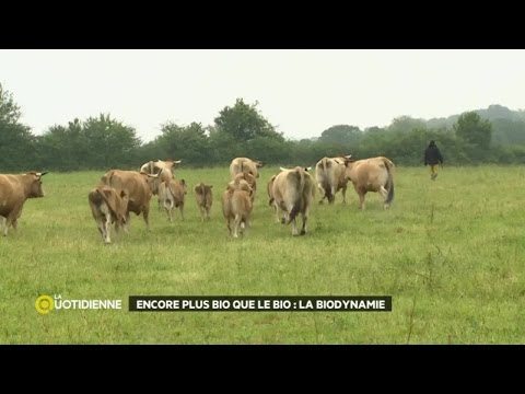 Encore plus bio que bio : la biodynamie