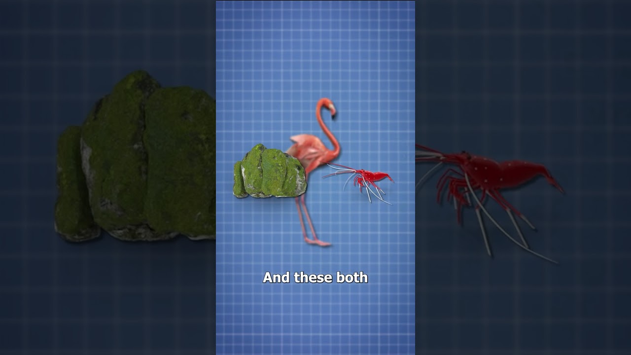 Why Flamingos Are Pink 🤔