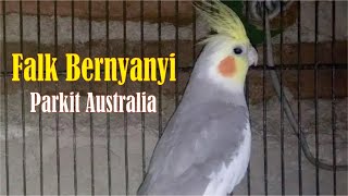 Download lagu Parkit Australia Gacor Ngoceh Harian  Burung Falk Ngekek mp3