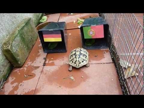 Tartaruga dei Mondiali 2014 - Germania vs Portogallo (16/06/2014)