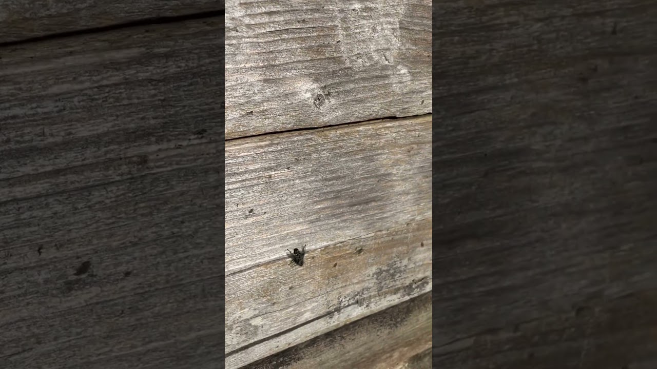 Look at the size of this Horsefly!!!! #nature #big #horsefly