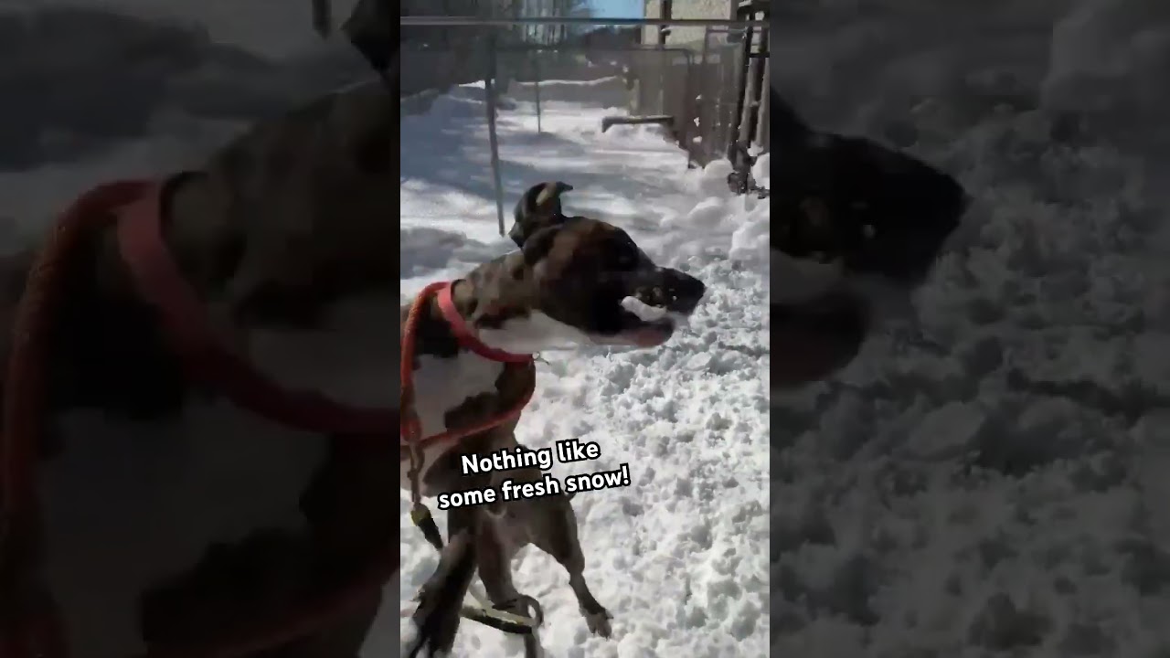 Enlarge Tucker, a ADOPTABLE Mixed Breed in Lewiston, ME video 4/4