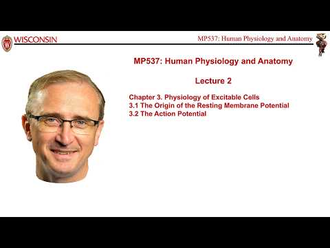 Lecture 2 of Medical Physics 537, Human Physiology and Anatomy, with course instructor Marty Pagel