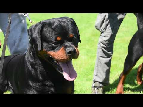 TK'S RED BULL - ADRK WELTSIEGER 2019