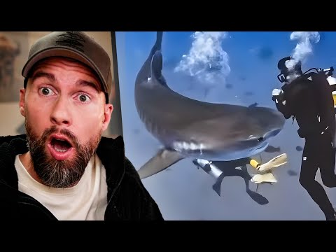 KATASTROPHALER TAUCHGANG! Hai greift mehrere Touristen an | Robert Marc Lehmann