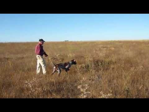 CAZA de CODORNIZ. Cobain de la Ron Bonviedro. El seguro. – bonviedro.com