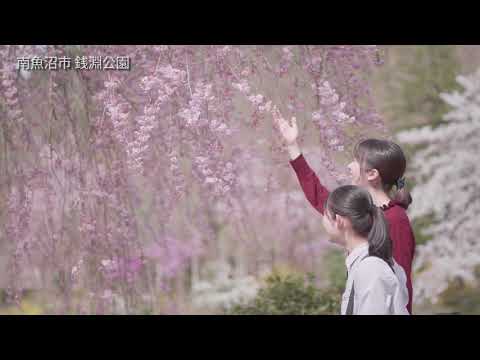 【観光紹介】銭淵公園 観桜会(昼)　新潟県南魚沼市