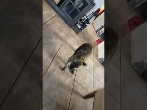 Ya no se cayo la Ronda