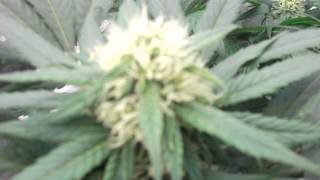 Frost first grow afgan marijuana