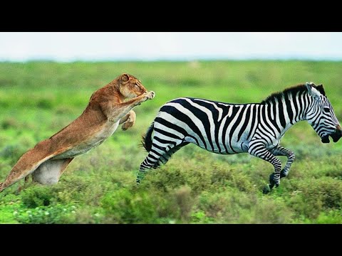 Top 10 STRONGEST PREDATORS In The World