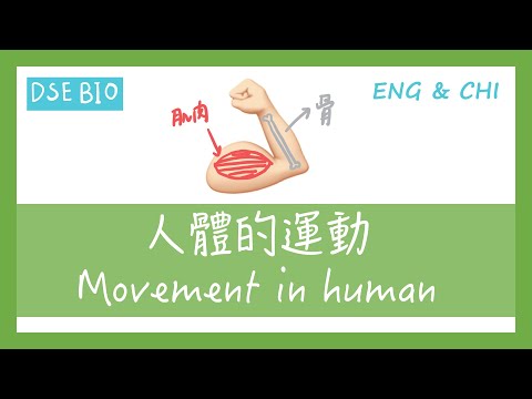 [DSE BIO - 課文重點] 16分鐘講完【人體的運動 Movement in human】！