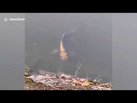 Рыбу с человеческим лицом сняли туристы в Китае