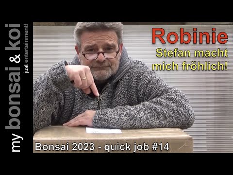 Bonsai 2023-16 - quick job #14 - Robinie - und der Baum von Stefan macht mich fröhlich