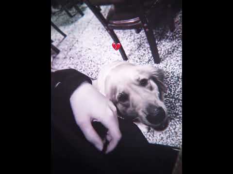 Dog that's Scared of People💔😭