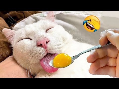 New Funny Animals ???? Funniest Cats and Dogs Videos ????????