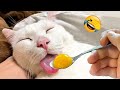 New Funny Animals 😂 Funniest Cats and Dogs Videos 😺🐶