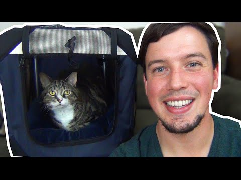 The Best Cat Carrier on Amazon!  😻  PetLuv Cat Carrier Review