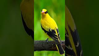 Download lagu Kepodang - Suara Oriolus chinensis #burung mp3