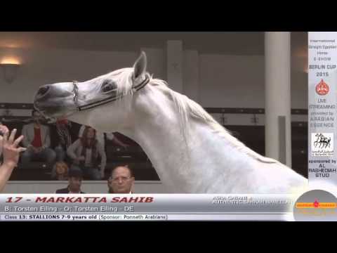 N.17 MARKATTA SAHIB - Berlin Cup S-Show Werder 2015 - Stallion 7-9 years old (Class 13)