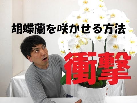 , title : '誰でも簡単に胡蝶蘭（ラン）の花を咲かせる方法・胡蝶蘭の簡単な育て方/Flower TV'