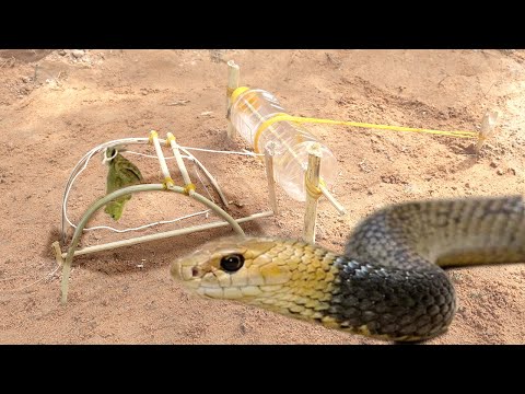 Creative Tools  -Snake Trap make from Water Bottle By Smart Boy