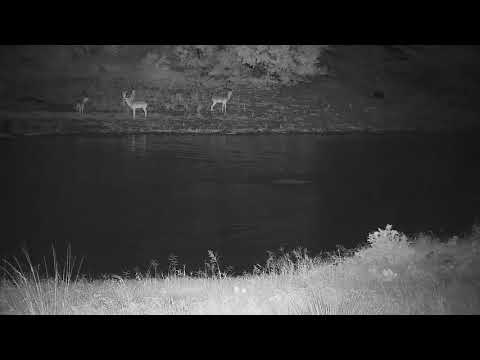 Djuma: Hippo returns and Impalas - 04:43 - 12/31/21