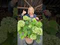 Did you know about hydrangeas?
